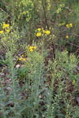 Hieracium virosum