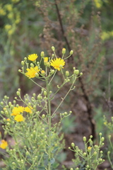 Hieracium virosum