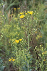 Hieracium virosum