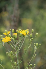 Hieracium virosum