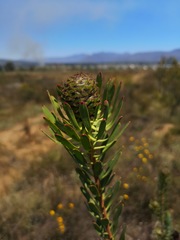 Leucadendron chamelaea
