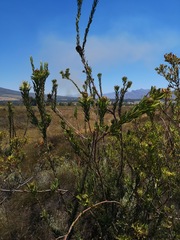 Leucadendron chamelaea