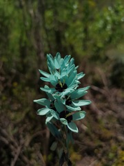 Ixia viridiflora