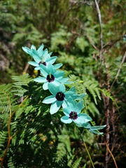 Ixia viridiflora