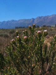 Leucadendron lanigerum laevigatum