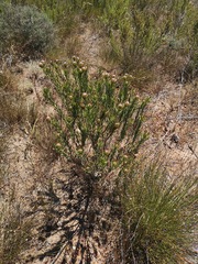 Leucadendron lanigerum laevigatum
