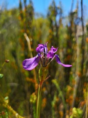 Moraea incurva