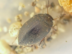 Leconectes striatellus
