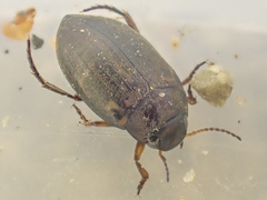 Leconectes striatellus