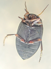 Leconectes striatellus