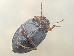 Leconectes striatellus