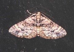 Eucymatoge peplodes