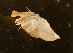 Xenomusa metallica