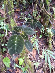 Drymonia droseroides