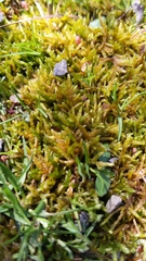 Entodon seductrix