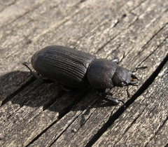 Dorcus parallelus