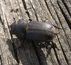Dorcus parallelus