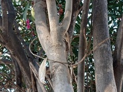 Nerium oleander