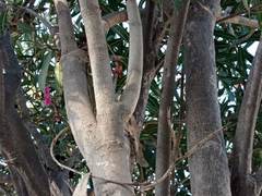 Nerium oleander