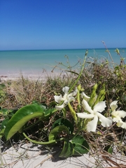Echiteae