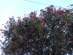 Nerium oleander
