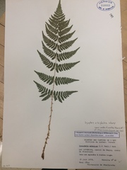 Dryopteris × triploidea