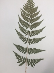 Dryopteris × triploidea