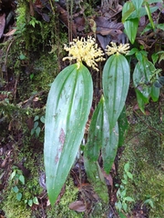 Pleurothallis notabilis