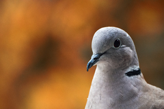 Streptopelia decaocto