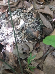 Coendou longicaudatus