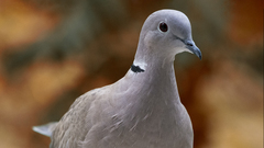 Streptopelia decaocto