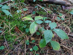 Rubus saxatilis