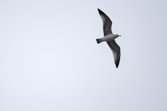 Larus