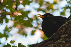 Turdus merula