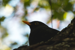 Turdus merula