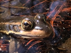 Lithobates virgatipes