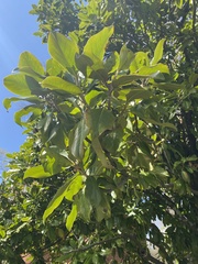Magnolia grandiflora