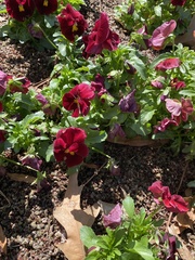 Viola × wittrockiana