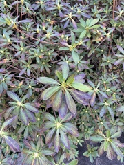 Rhododendron indicum