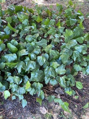 Hedera helix