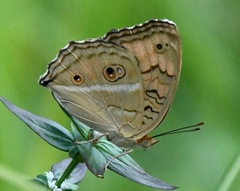 Junonia almana javana