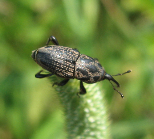 Sphenophorus zeae Walsh, 1867