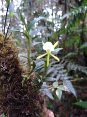 Epidendrum silverstonei
