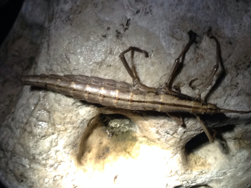 Southern Two-striped Walkingstick