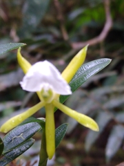 Epidendrum silverstonei