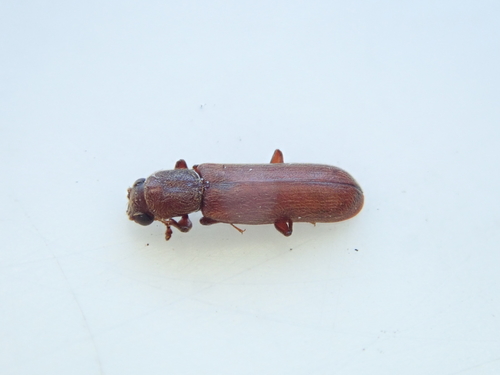 Powderpost beetle