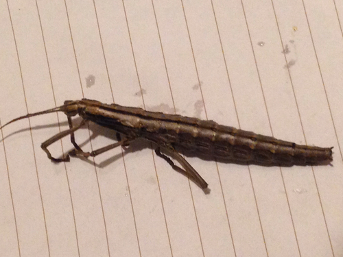 Southern Two-striped Walkingstick