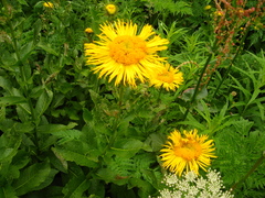 Pentanema orientale