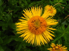 Pentanema orientale