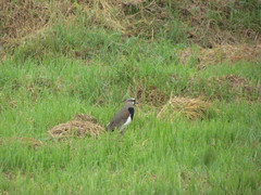 Vanellus chilensis